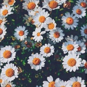 Meet your Posher, Carmen